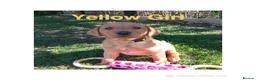 Labrador Retriever dogs for sale: Labrador Retriever puppies  - Advert 7