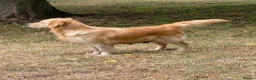 Golden Retriever dogs for sale: A happy healthy family companion  - Advert 10