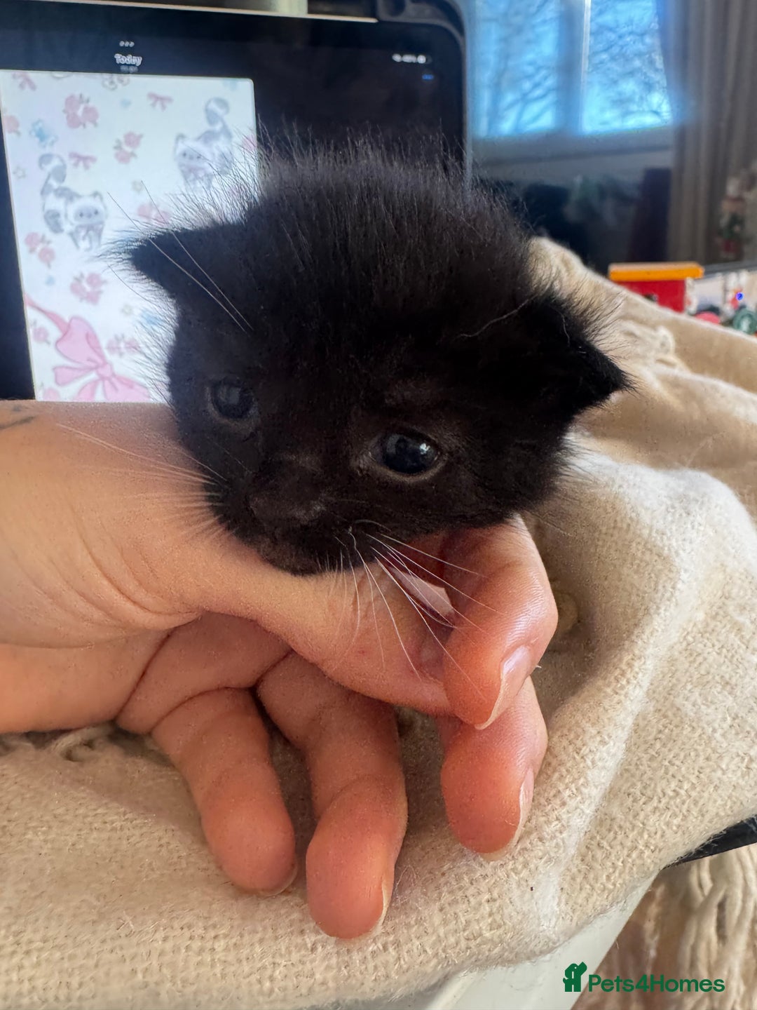 British Shorthair cats for sale: Adorable kittens - Advert 11