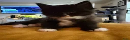 Mixed Breed cats for sale: Loving kittens looking for forever homes - Advert 10