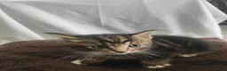 Mixed Breed cats for sale: 4 kittens available  - Advert 7