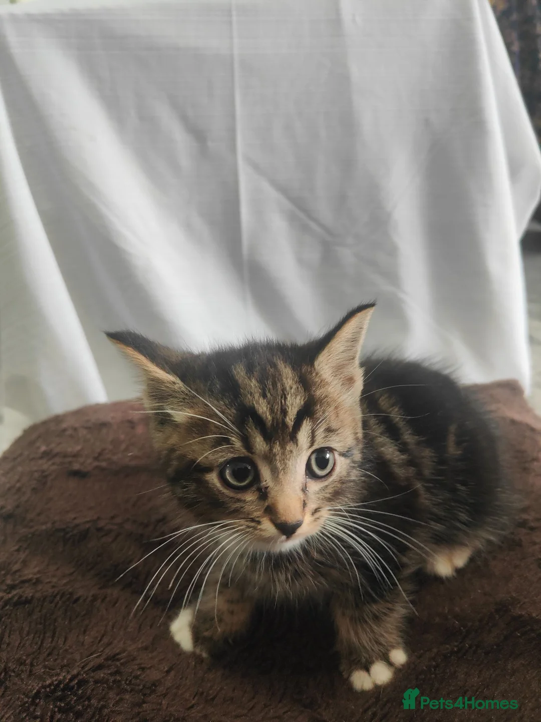 Mixed Breed cats for sale: 4 kittens available  - Advert 7
