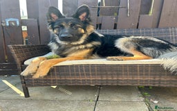 German Shepherd dogs for stud: Proven KC Registered German Shepherd  in Glasgow - Image 1