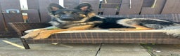 German Shepherd dogs for stud: Proven KC Registered German Shepherd  in Glasgow - Advert 1