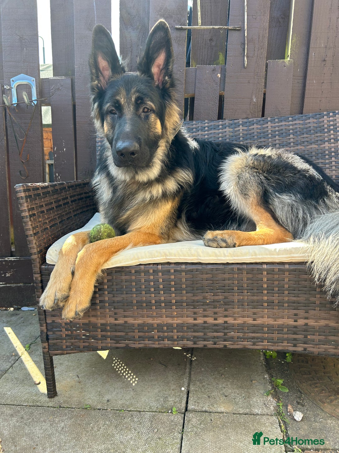 German Shepherd dogs for stud: Proven KC Registered German Shepherd  in Glasgow - Image 1