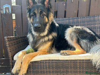 German Shepherd dogs Proven KC Registered German Shepherd in Glasgow - Advert 14