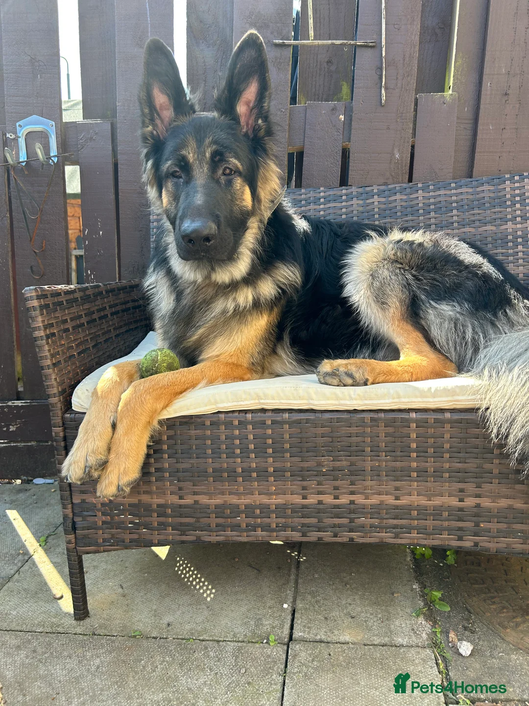 German Shepherd dogs for stud: Proven KC Registered German Shepherd  in Glasgow - Advert 1