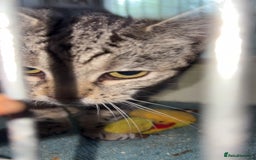 British Longhair cats for sale: Rescue kittens🧡 - Image 17