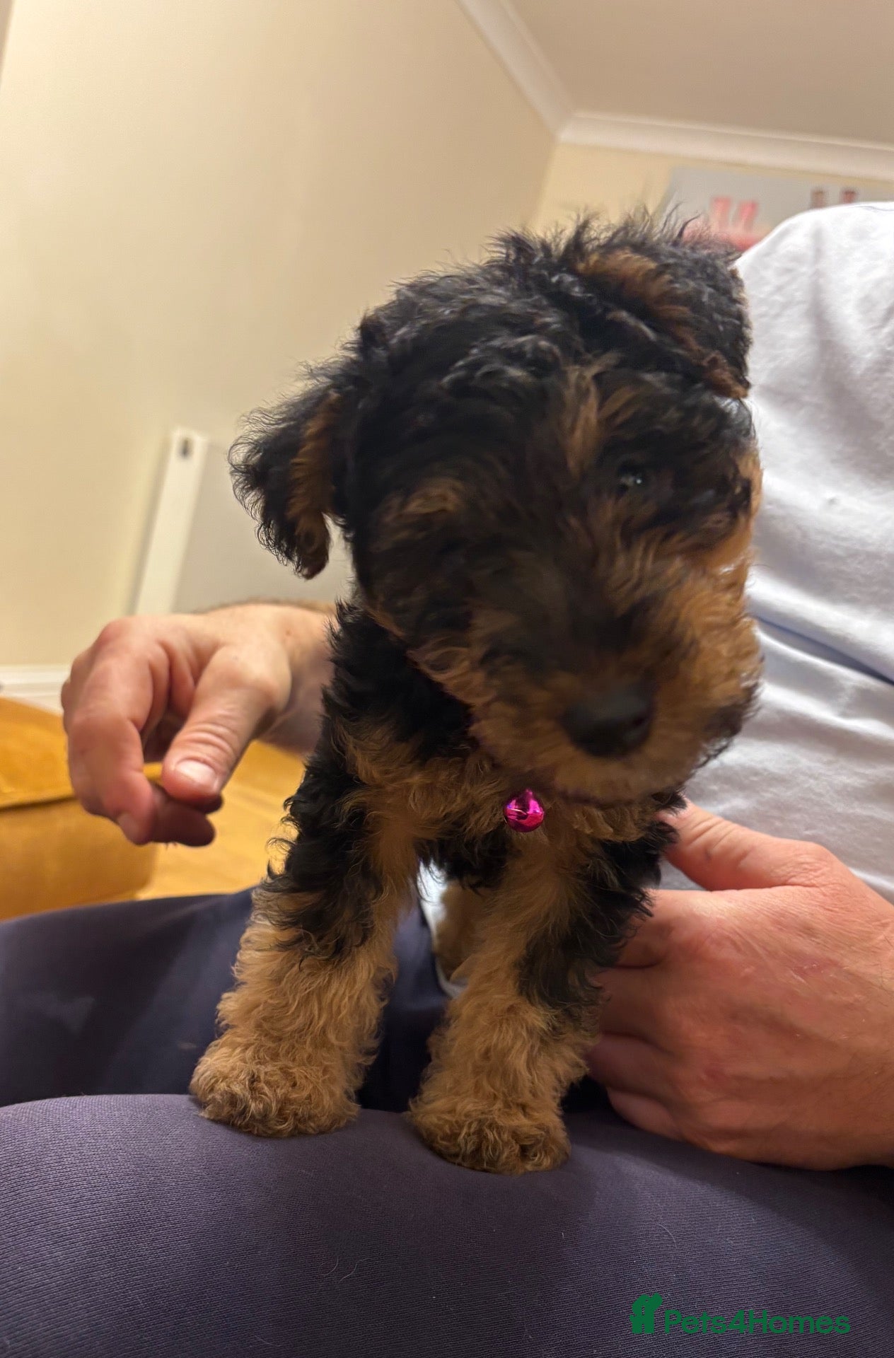 Welsh Terrier dogs for sale: Welsh terrier  - Advert 2