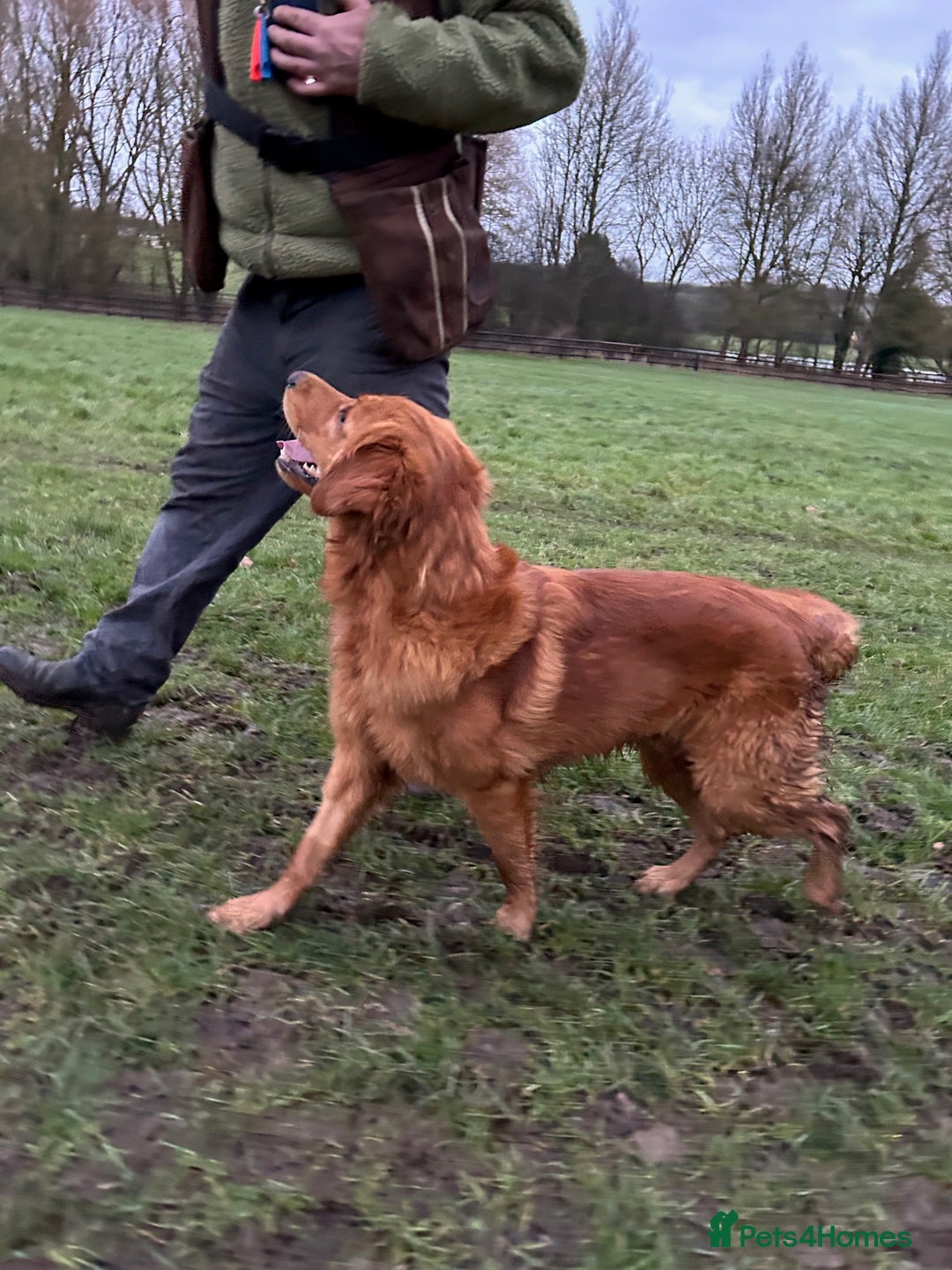 Golden Retriever dogs for stud: 0/0 Hips DNA Clear Handsome KC Reg Stud Dog in Newmarket - Advert 8