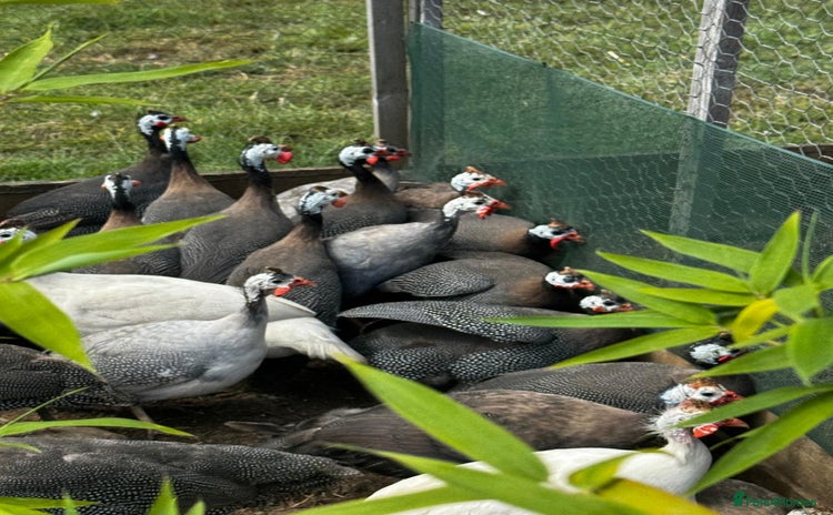 Guinea Fowl poultry for sale - Advert 2