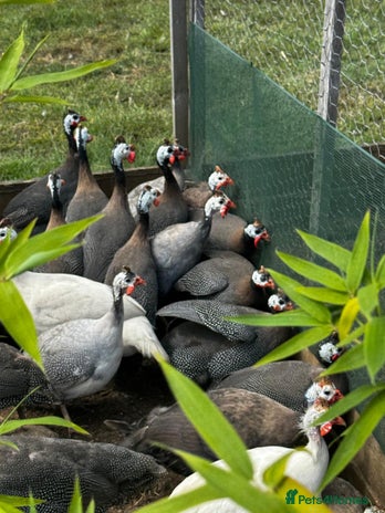 Guinea Fowl poultry - Advert 12