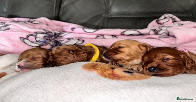 Cavapoo dogs - Advert 6