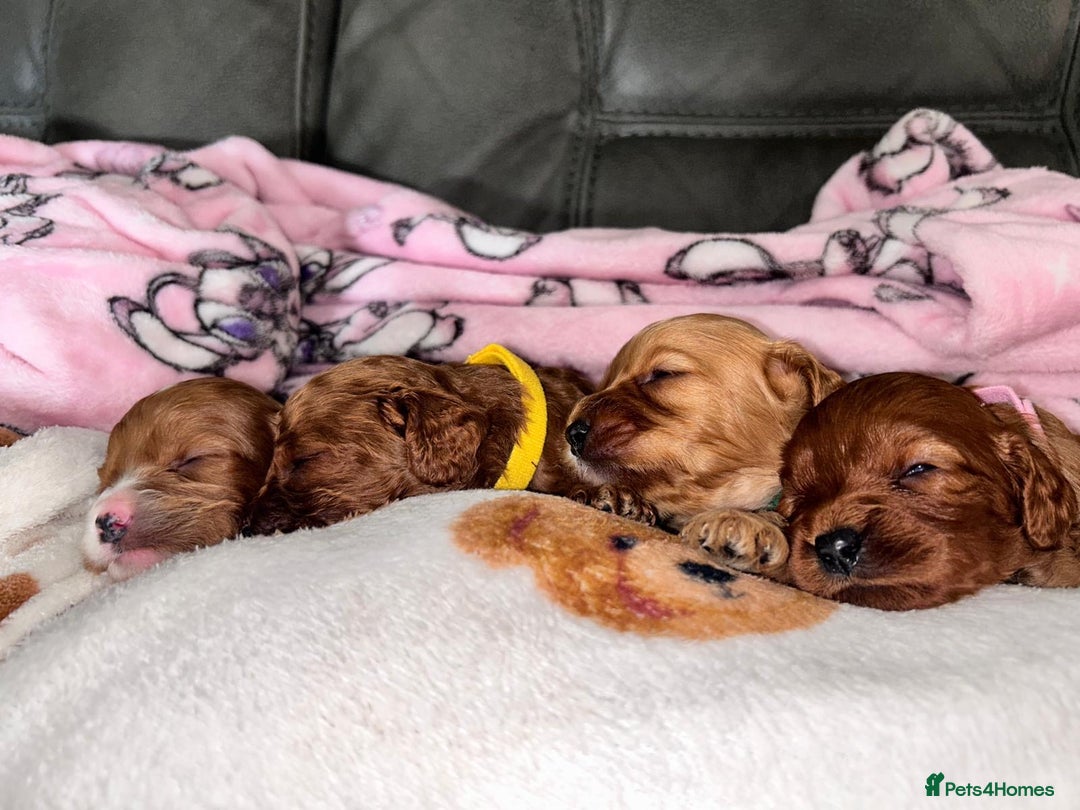 Cavapoo dogs for sale: 🐶F1B STUNNING CAVAPOOS 🐶 - Image 2