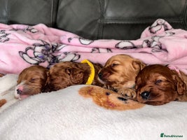 Cavapoo dogs - Advert 6