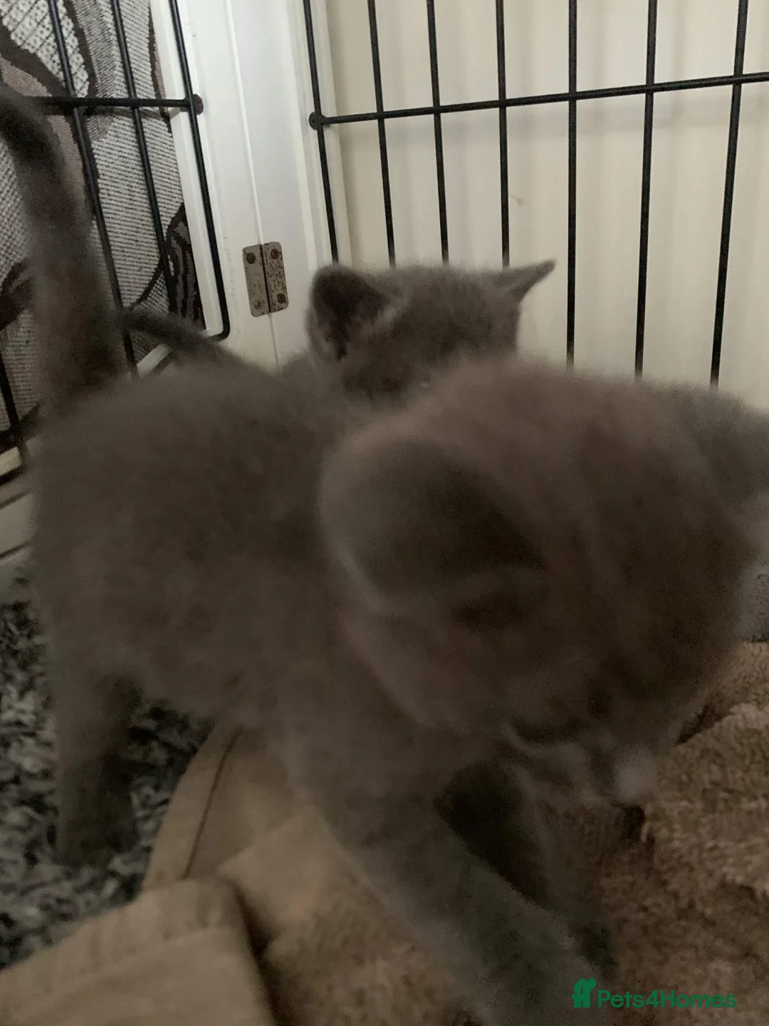 Mixed Breed cats for sale: main coon Bengal Russian blue mixed kittens  - Advert 2