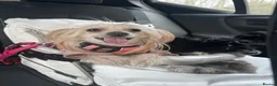 Chinese Crested dogs for sale: Chinese crested sisters in Rotherham - Advert 2