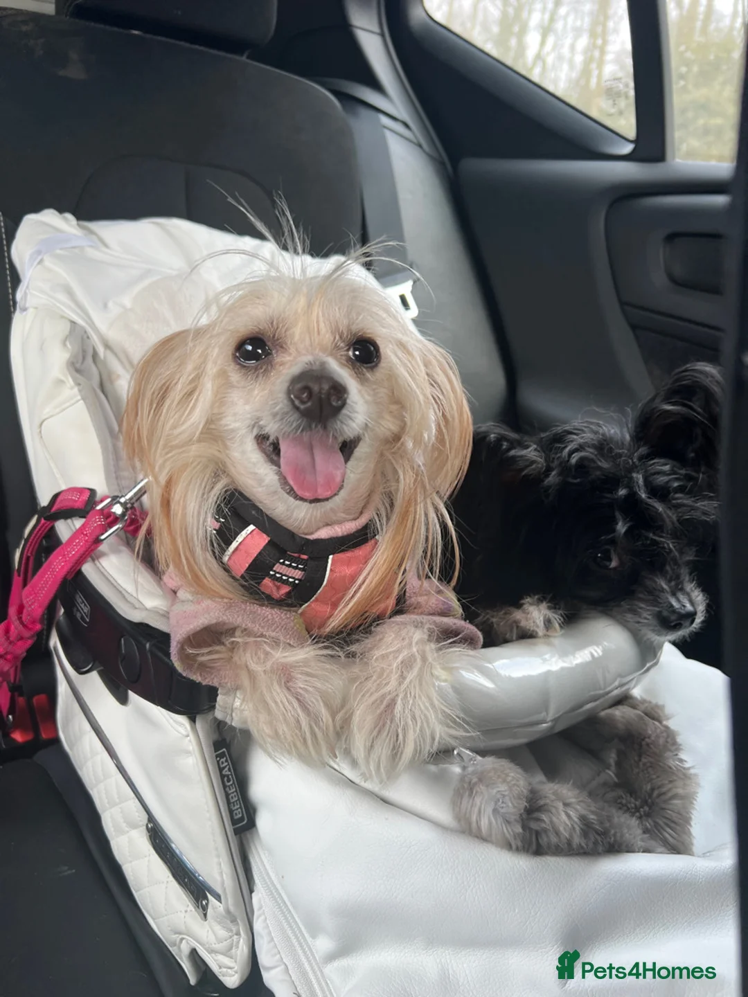 Chinese Crested dogs for sale: Chinese crested sisters in Rotherham - Advert 2