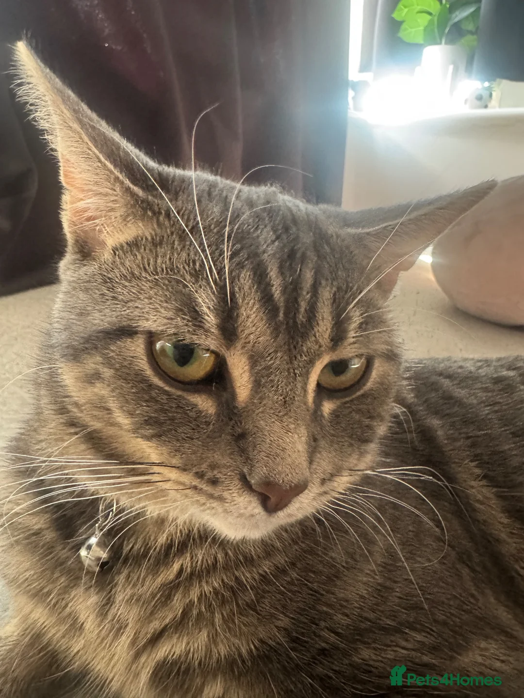 British Shorthair cats for sale: Marvo the tabby cat  in London - Advert 2