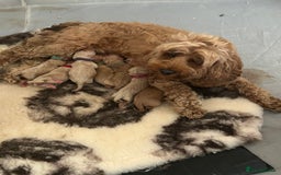 Cavapoo dogs for sale: ⭐️F1B COCKAPOO PUPS⭐️ - Image 22