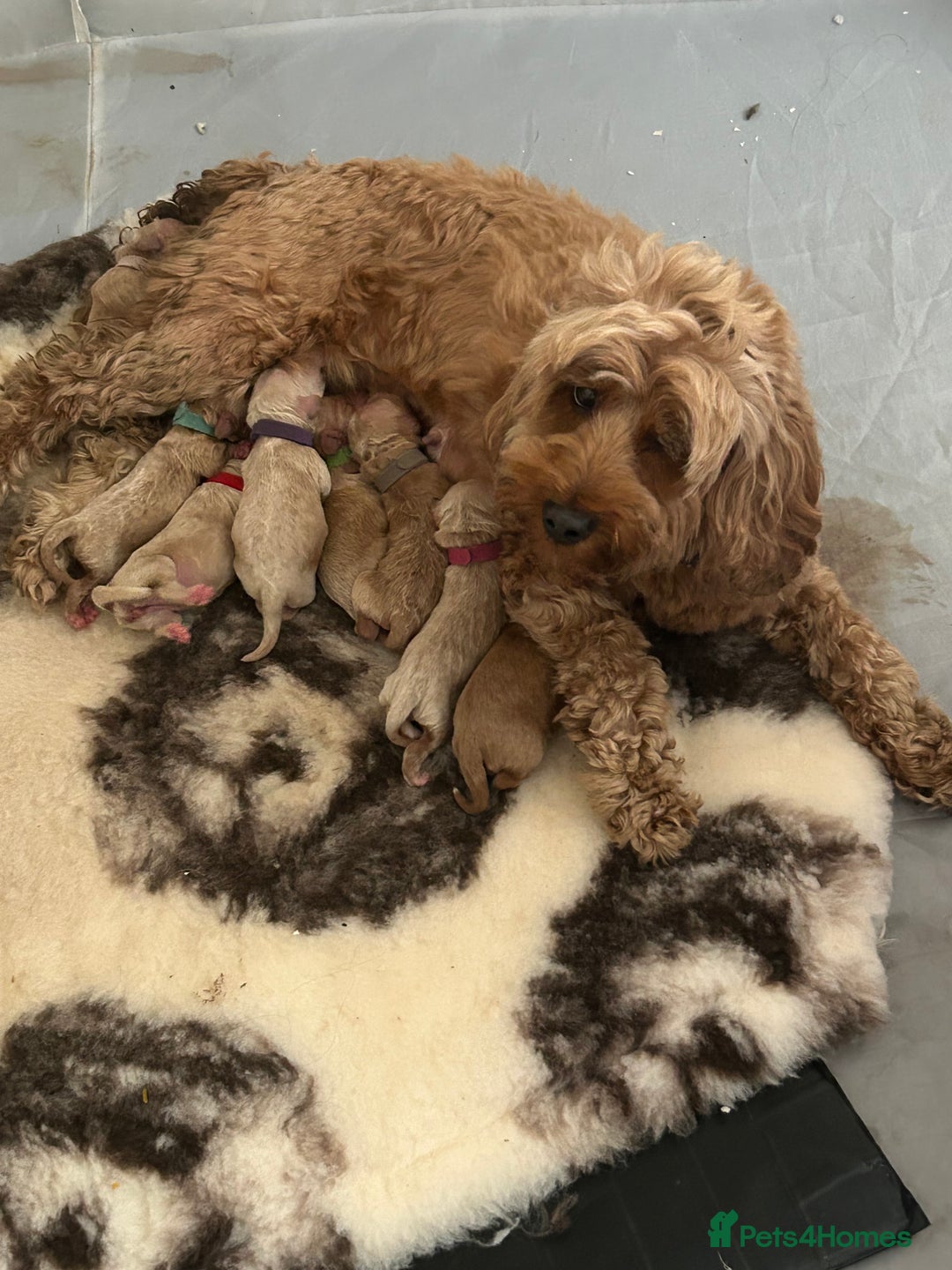 Cavapoo dogs for sale: ⭐️F1B COCKAPOO PUPS⭐️ - Image 22