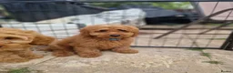 Cavapoo dogs for sale: Gorgeous cavapoos ready for their forever homes in Baldock - Advert 6