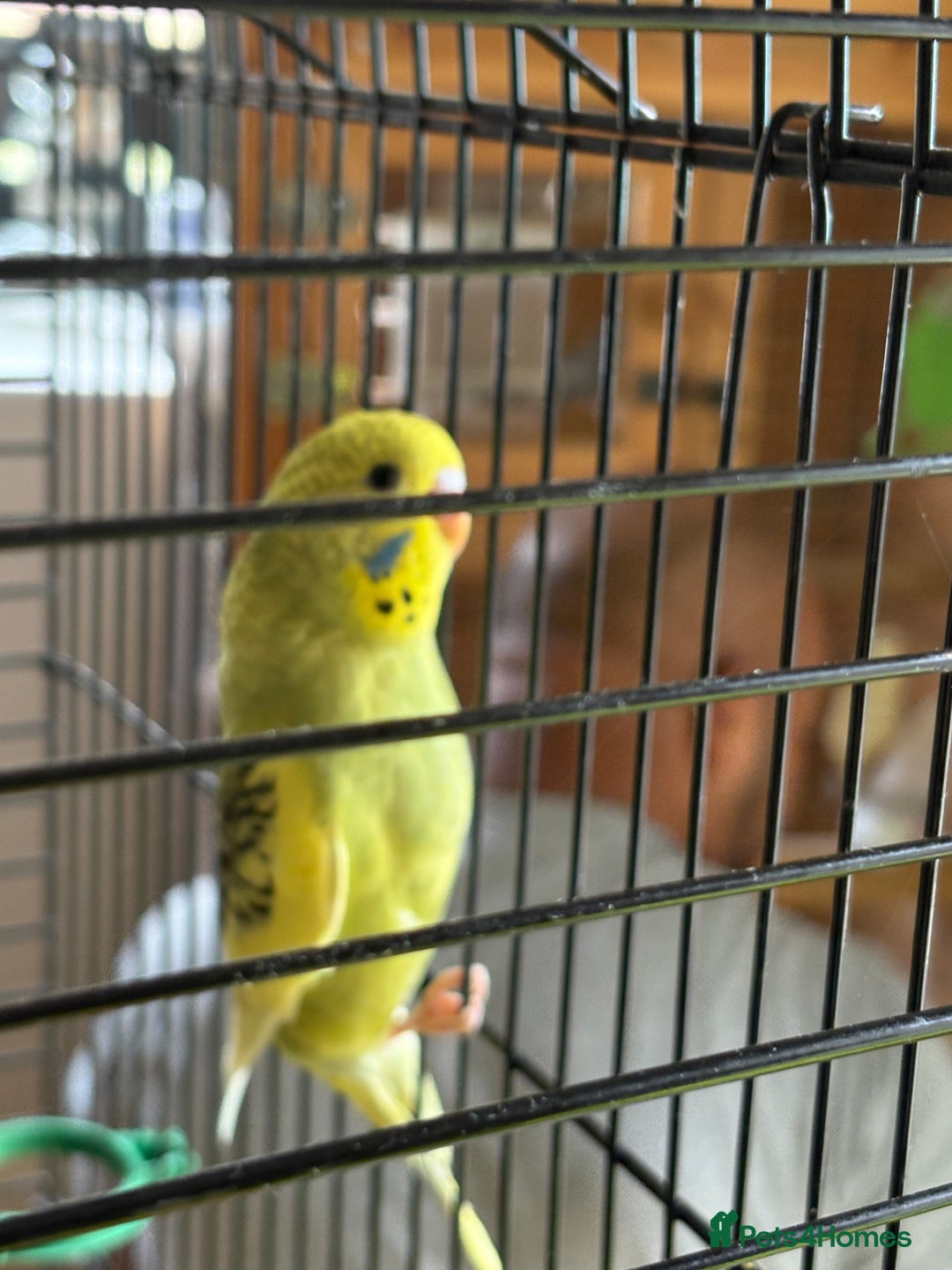 Budgerigars birds for sale: Male & Female budgies for sale - Image 6