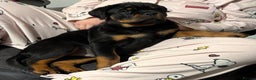 Rottweiler dogs for sale: Top Quality KC Health Tested Rottweiler Puppies  - Advert 12