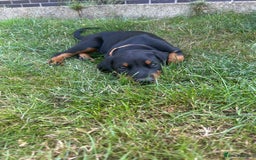 Dobermann dogs for sale: Proper Chunky Euro doberman pups 💕 - Image 21