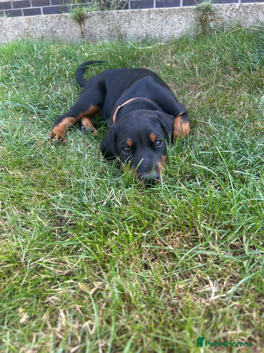 Dobermann dogs for sale: Proper Chunky Euro doberman pups 💕 - Image 21