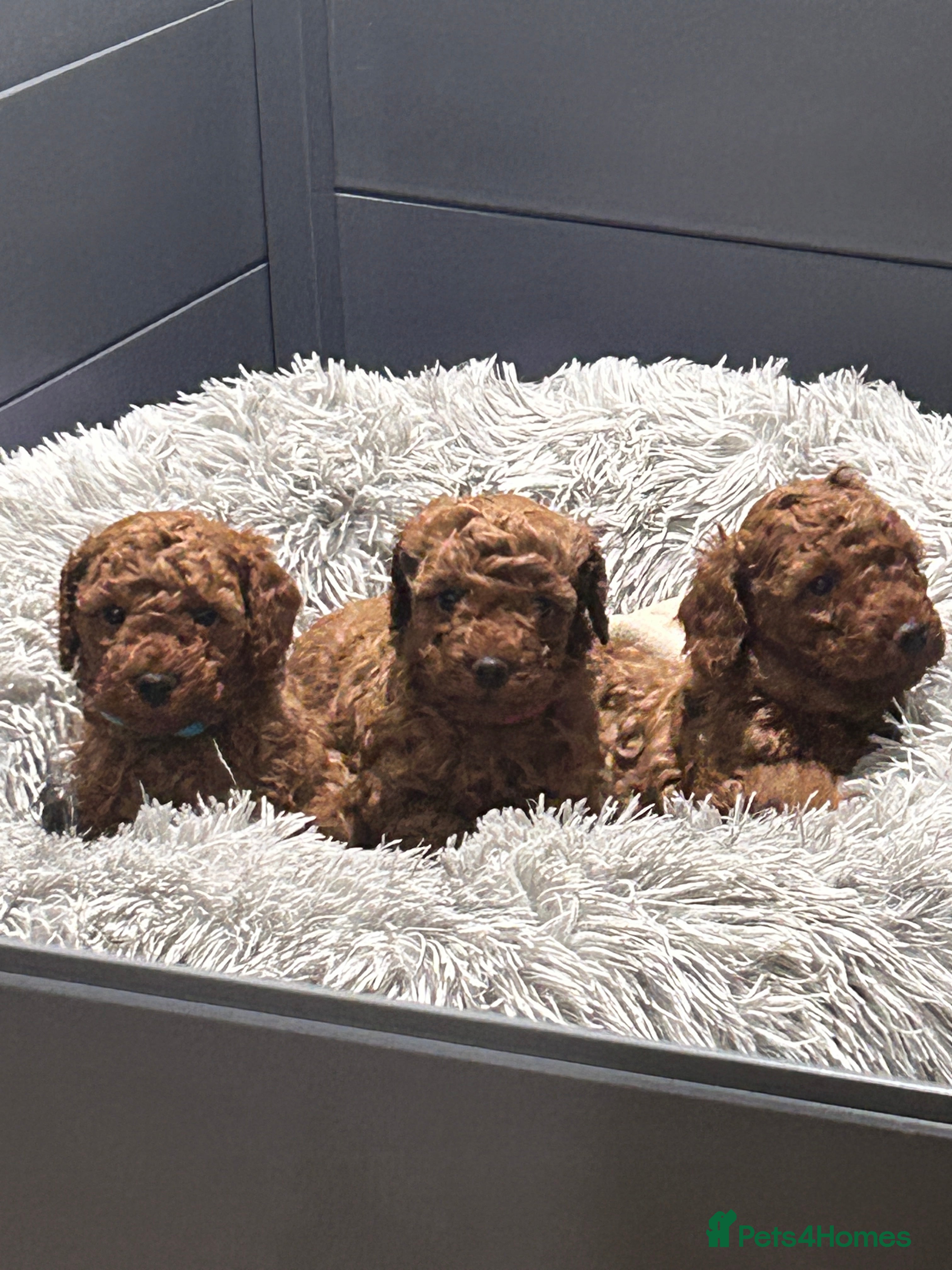 Cockapoo dogs Red f2b Cockapoo Pups  - Advert 2
