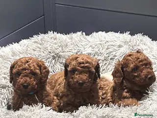 Cockapoo dogs Red f2b Cockapoo Pups - Advert 2