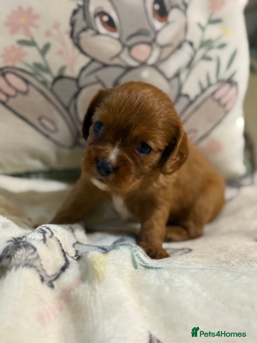 Cavalier King Charles Spaniel dogs for sale: Stunning DNA clear cavalier pups ready 2026 - Advert 21