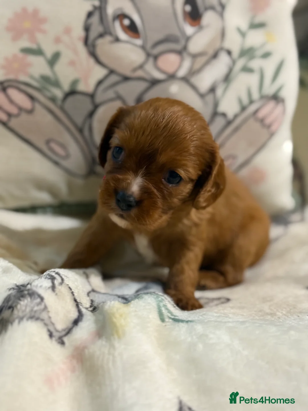 Cavalier King Charles Spaniel dogs for sale: Stunning DNA clear male cavalier pups now - Advert 21