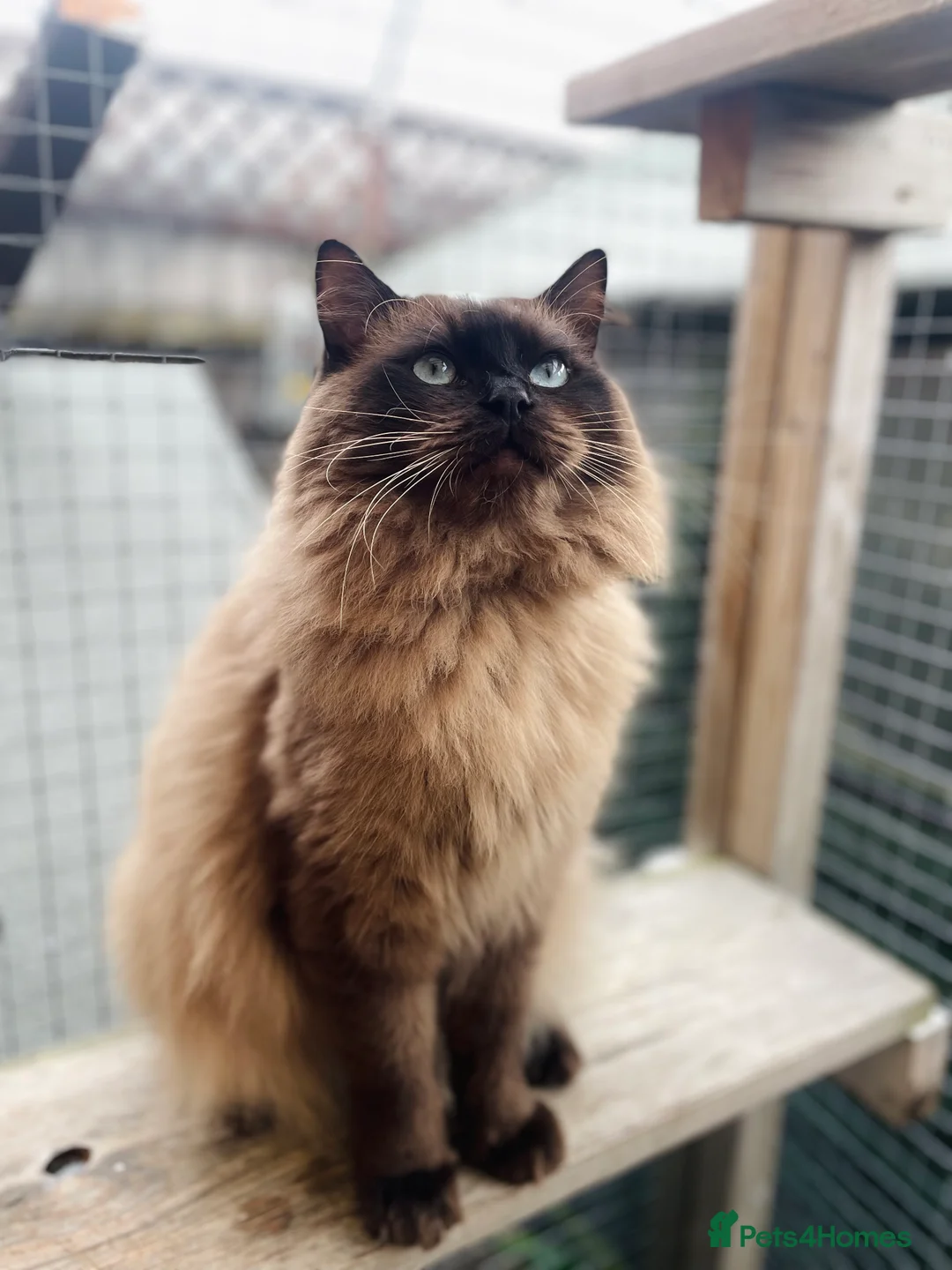 Ragdoll cats for stud: TICA registered seal mink stud - Advert 3