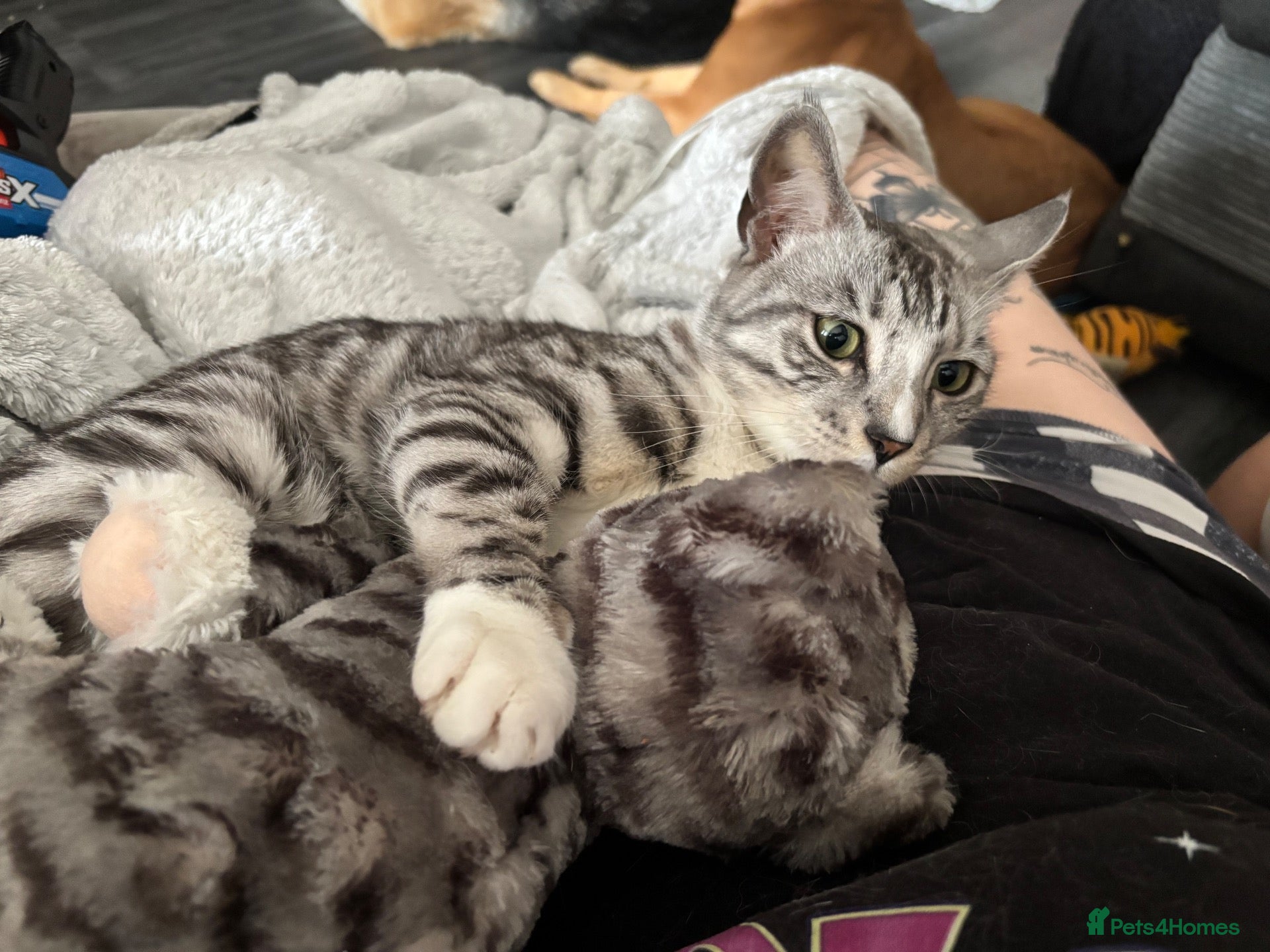 Mixed Breed cats bengal x kittens - Advert 3