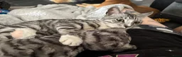 Mixed Breed cats for sale: bengal x kittens - Advert 1