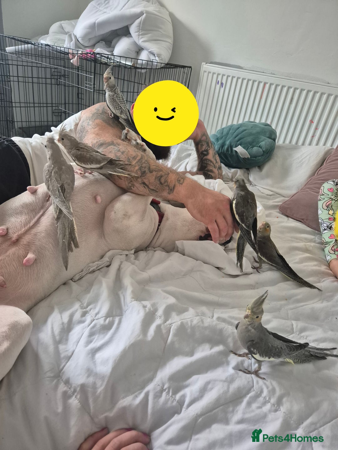 Cockatiels birds for sale: Hand reared baby cockatiels  - Image 3