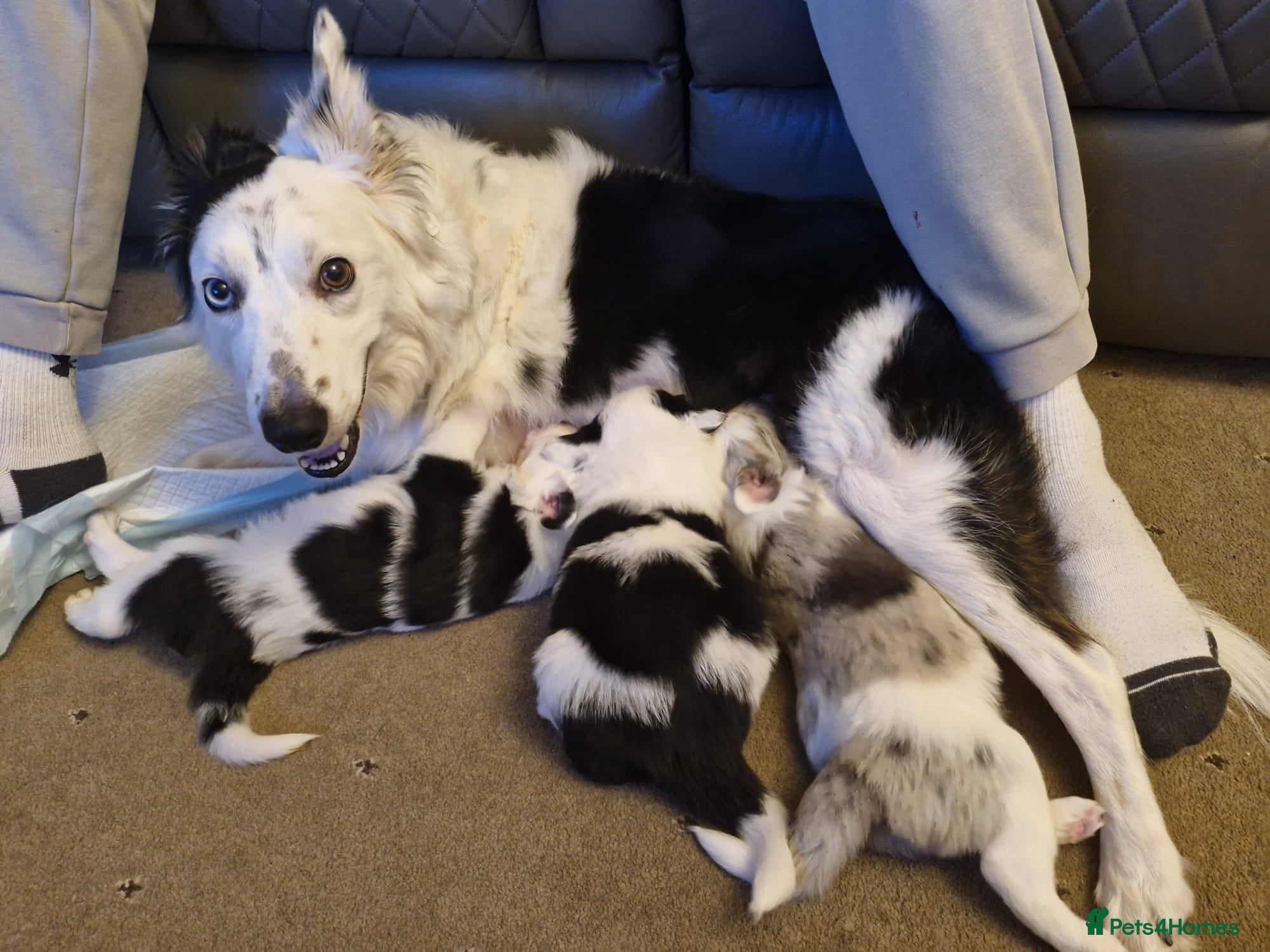 Border Collie dogs 1 x X male border collie pup left for sale - Advert 9