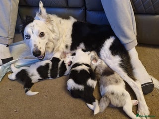 Border Collie dogs - Advert 1