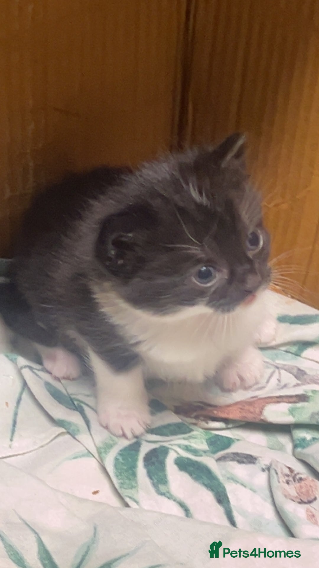 Mixed Breed cats for sale: 2 male kittens  - Advert 11