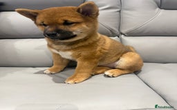 Japanese Shiba Inu dogs for sale: Japanese Shiba Inu  - Advert 5