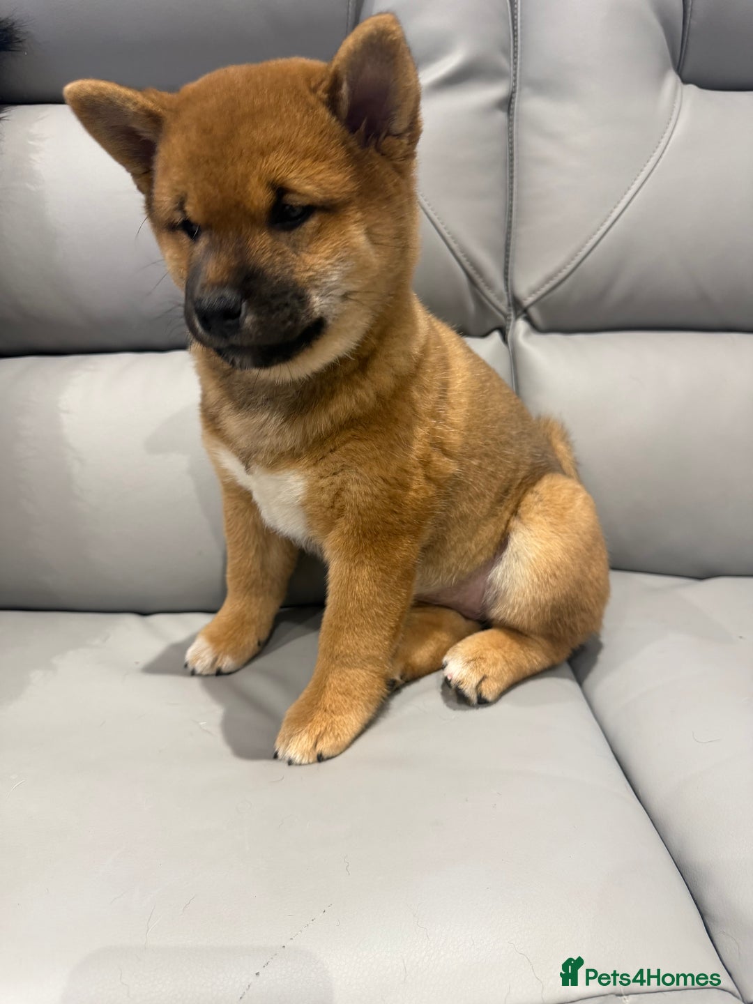 Japanese Shiba Inu dogs for sale: Japanese Shiba Inu  - Advert 5