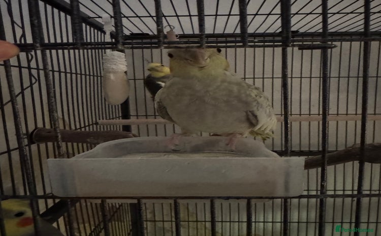Cockatiels birds - Advert 1