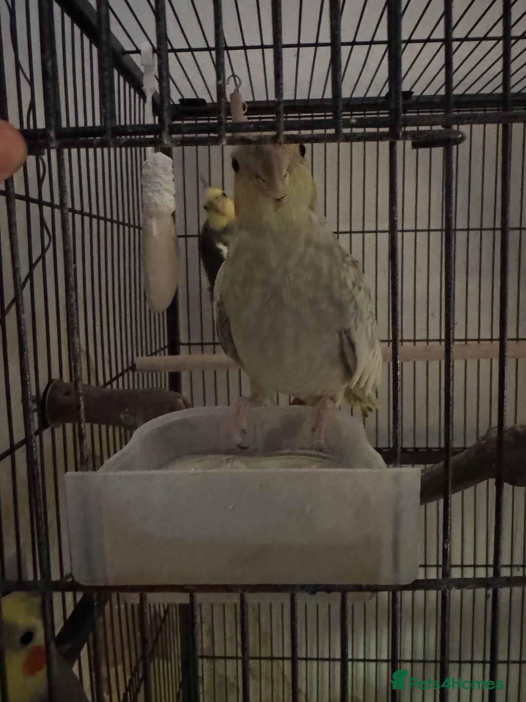 Cockatiels birds for sale: 4 cockatiels for sale - Image 1