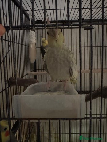 Cockatiels birds - Advert 7