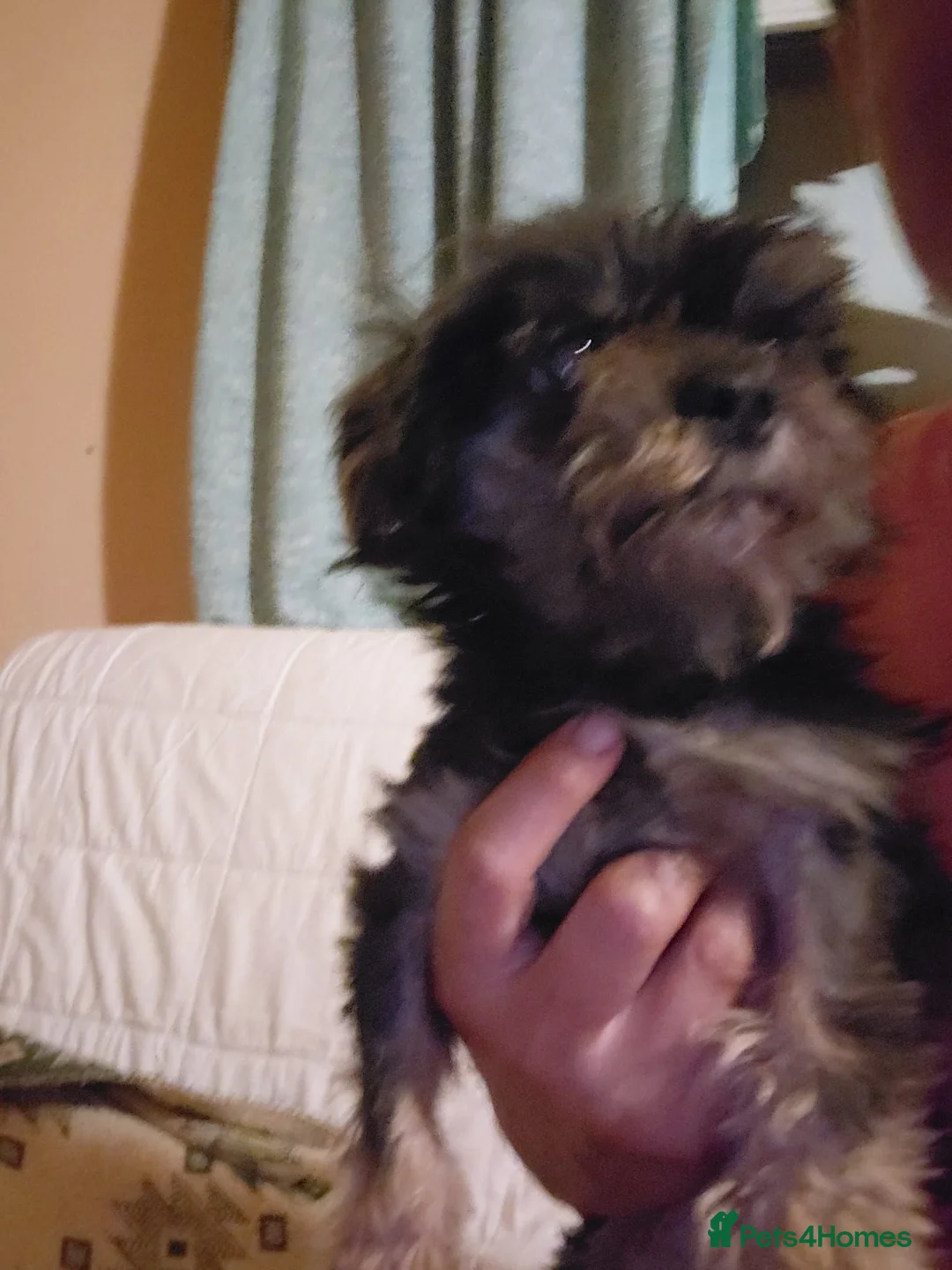 Mixed Breed dogs for adoption: 🖤 WINK - HE WAS THROWN AWAY LIKE RUBBISH...🖤 - Advert 2