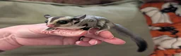 Sugar Glider rodents for sale: Two Sugar Glider babies with lineage - Advert 4