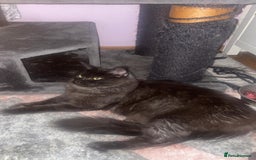Maine Coon cats for sale: Stunning Maine Coon Girl Kittens Ready Now  - Image 5