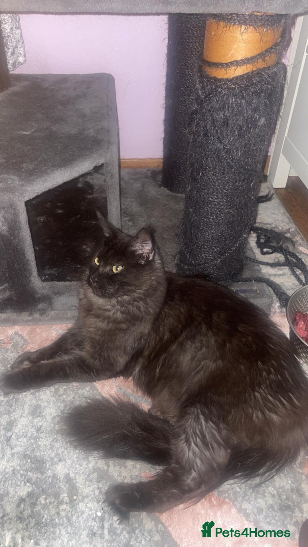 Maine Coon cats for sale: Stunning Maine Coon Girl Kittens Ready Now  - Image 5